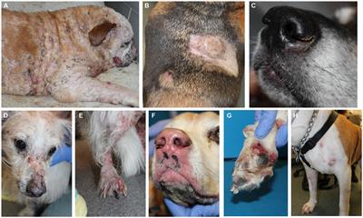 Cathepsin W, T-cell receptor-associated transmembrane adapter 1, lymphotactin and killer cell lectin like receptor K1 are sensitive and specific RNA biomarkers of canine epitheliotropic lymphoma